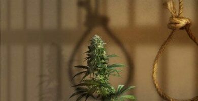 -datos-curiosos-sobre-el-aceite-de-cbd