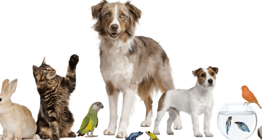 cbd-para-mascotas- cbd-para-mascotas-