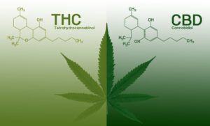 informacion-sobre-el-aceite-de-cbd