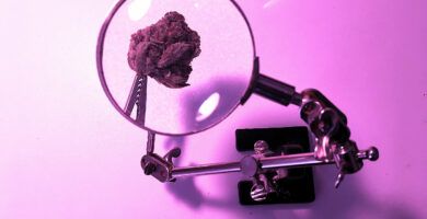 terpenos-cbd